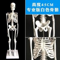 人体骨骼模型45 85CM骨架模型 人体脊柱脊椎模型医院用骨骼骷髅 45公分骨骼模型