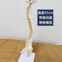 新人体脊柱模型神经脊椎医用正骨医用骨骼教学骨架仿真可拆卸小白 45cm固定脊椎骨