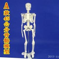 骨架模型45cm85cm人体骨骼模型全身脊椎骨骼脊柱模型人体骨架模型 A款45公分骨骼