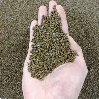 决明子玩具沙10斤20斤儿童沙滩玩具套装家用散装做枕芯枕头决明子 5斤优质决明子(枕芯专用 玩沙用)