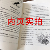 二十一世纪出版社 森林报四年级春夏秋冬比安基正版全套全四册绘本小学生必读三年级二年级下册苏维大全集21世纪儿童文学非注音