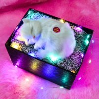 情人节礼物竹炭猫会叫毛绒玩具公仔创意汽车摆件生日礼物送女朋友 波斯猫会叫+灯串+礼盒