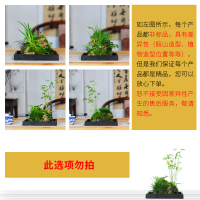 附石菖蒲山野草米竹假山吸水石创意盆景盆栽绿植办公桌客厅书房 买前必看 此选项勿拍 带盆栽好