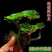 吸水石植物卷柏附石菖蒲盆景苔藓假山水陆缸雨林造景绿植专用 小叶卷柏4头1颗 不含盆