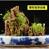 假山草盆景草种子吸水石专用草籽鱼缸造景观叶植物草籽文竹种子 假山草【千粒】+盆景草【千粒】