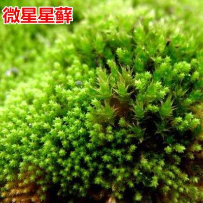 上水石假山吸水石盆景盆栽水陆缸造景鲜活青苔种子孢子粉苔藓种籽 微星星苔藓孢子粉60克