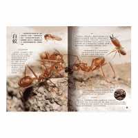 万物探索昆虫王国揭秘探秘昆虫世界彩图精装大开版儿童百科全书