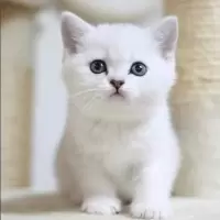 领养中华田园猫白猫活体幼猫家养可爱小猫咪纯白色 白猫精品品相 公
