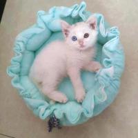 狗窝猫窝四季通用狗屋可洗泰迪比熊小型犬狗垫狗床宠物窝用品夏天 浅绿雪花 XL超大型