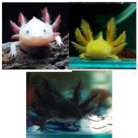 六角恐龙鱼淡水冷水鱼观赏鱼锦鲤好养易活 活体鱼鱼苗金鱼宠物鱼 中号黄+白+黑 3只装