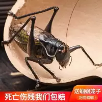 蝈蝈活 铁蝈蝈鸣虫蝈蝈活体超大幼虫憨叫大肚子叫铁皮绿蝈蝈宠物 高级炮筒蝈蝈一只