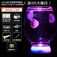 活的水母活体观赏活物宠物赤月海月养殖小型迷你桌宠透明七夕礼物 大海月大玻璃缸套餐
