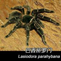 火玫瑰蜘蛛活体蜘蛛智利红玫瑰蜘蛛宠物蜘蛛宠物蜘蛛活体温顺蜘蛛【4月18日发完】 巴西所罗门7-8cm(送饲养套餐)