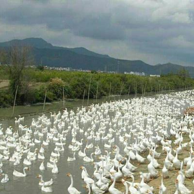 小鹅活体纯种狮头鹅三花鹅朗德鹅大白鹅蛋鹅大种鹅宠物鹅 灰狮头鹅一只 买五只启发(买五送一)