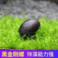 观赏螺活体除藻螺宠物螺淡水螺苹果螺斑马螺洋葱螺杀手螺工具螺 黑金刚螺6只