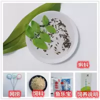 宠物蝌蚪 活体青蛙苗 小蝌蚪找妈妈 水族观赏宠物 小蝌蚪活体 蝌蚪200送100