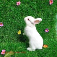 小兔子活体长不大垂耳兔迷你熊猫小型侏儒兔茶杯兔宠物公主小白兔 一只单身 黄白猫猫兔