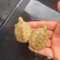 安徽皖南小青龟正宗三黄喉北种石金钱宠物镇宅龟招财龟龟粮 4-5厘米情侣装