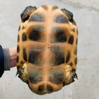 台湾草龟中华花龟珍珠龟大花六线草龟活体大小乌龟食用龟宠物观赏 3.5斤-4斤左右