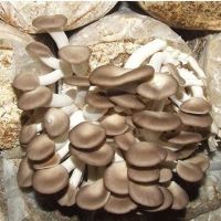 买1发3送喷壶高产蘑菇菌包菌种食用菌阳台多肉植物花卉盆栽包出菇 秀珍菇(买1包发3包)