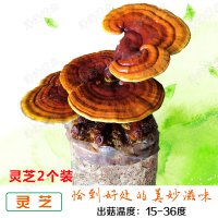[疯抢食用蘑菇种植包+喷壶+说明书]食用蘑菇菌包蘑菇种子 买1发2灵芝