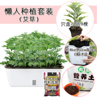 艾草苗爱艾叶艾蒿草新鲜植物种苗种籽孑子盆栽种植驱蚊草带根幼苗 香艾草懒人盆栽套装