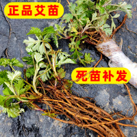 药用艾 草艾叶种子根 苗食用艾蒿籽阳台种植盆栽植物好养杀菌驱蚊 [桐香艾]根苗/50根 不含盆