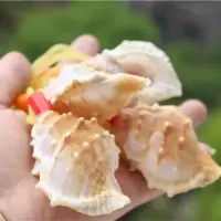 天然海螺贝壳工艺品扁刺口哨螺号哨儿童玩具礼品纪念品珊瑚8-10cm 海参螺号10个