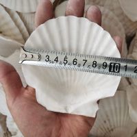 100片装 烧烤白色大扇贝壳批发蒸扇贝夏威夷半壳大贝壳蒜蓉粉丝 10-12厘米白扇贝 100片装