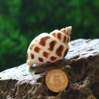 东风螺 天然贝壳海螺鱼缸造景水族卷贝鱼寄居蟹螺壳创意diy漂流瓶 东风螺 5-6厘米