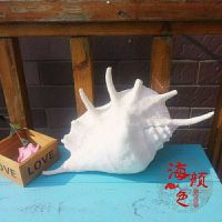 超大七角螺特大海螺天然贝壳鱼缸佛教大法居装饰婚礼布置收藏摆 小破损28cm