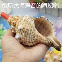 能听大海声音的天然大海螺哨 赤旋螺 海螺贝壳工艺品儿童玩具口 18-20cm颜色白