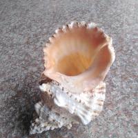 天然大贝壳海螺壳大白蛙石号螺家装饰品工艺品 24cm左右