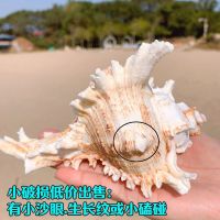 海螺壳天然超大海螺壳摆件巨型大贝壳天然鱼缸造景贝壳扇贝壳大 小破损[千手螺]长14-15厘米