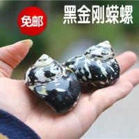 天然海螺贝壳黑金刚蝾螺寄居蟹甲壳地台鱼缸婚庆居家摆设珊 9-10CM