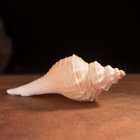 藏传佛教供品密宗法器八供养套装天然海螺法螺八供之一八贡用品