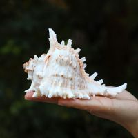 千手菊花螺天然海螺贝壳家居地台鱼缸造景水族箱装饰品地中海摆件 中号千手螺【14-15厘米】