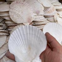 天然烧烤蒜蓉粉丝大白扇贝壳夏贻贝半壳贝壳 10到12厘米白扇贝100片