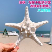 天然海星 大霸王海星 彩色海星海边小礼物家居地台贴墙装饰品摆件 天然海星 长17-18厘米