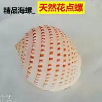 可听海浪声的大海螺贝壳 12cm精品花点螺
