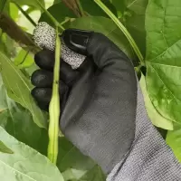 摘辣椒摘花椒防刺防划伤透气灵活手套护指甲神器剥豆子摘豆角神 灰色S码右手款+拇指刀M码