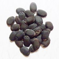 带皮干丝瓜络煮水通络下奶丝瓜瓤天然丝瓜洗碗巾锅刷丝瓜筋搓澡巾 丝瓜种子100克 5根