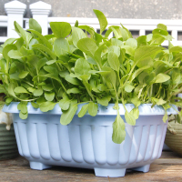 长方形种菜盆阳台家庭宽叶韭菜根盆栽蔬菜塑料花盆家用户外花箱槽 长槽330 6个颜色各一个 中等