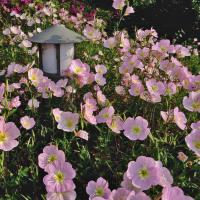 户外大面积撒播花籽花海绿化野花组春天花种籽子易活四季开花称斤 美丽月见草半斤