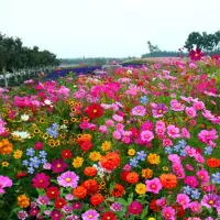 各种花籽一年四季都开花春季花种子户外野花组合室外庭院花园易活 进口野花组合1斤