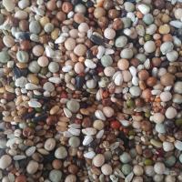 鸽子粮无玉米喂鸽子粮食营养饲料鸟食幼鸽信鸽赛鸽肉鸽成鸽粮 精品鸽粮 20斤鸽粮