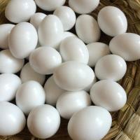 鸽子用品用具假鸽子蛋假蛋实心假蛋孵卵用品草窝鸽子笼塑料草盆 实心假蛋100个送彩哨