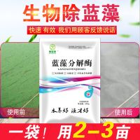 除藻剂 鱼塘池除藻杀蓝藻分解素速灭水产养殖虾蟹净绿藻蓝藻克星 蓝藻严重用蓝藻分解酶一袋