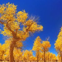 长嘴洒水壶塑料家用园艺养花工具浇水器盆栽浇花喷壶喷水壶花洒壶 随机2L长款