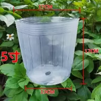 蝴蝶兰专用营养杯兰花植物栽培花盆石斛兰育苗透明塑料盆营养钵 (80个) 5寸 营养杯
